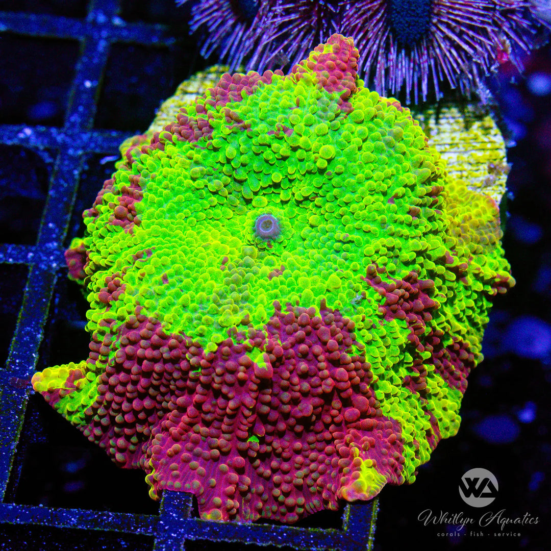 57A - We Be Jammin' Eclectus (~1.75") - WYSIWYG