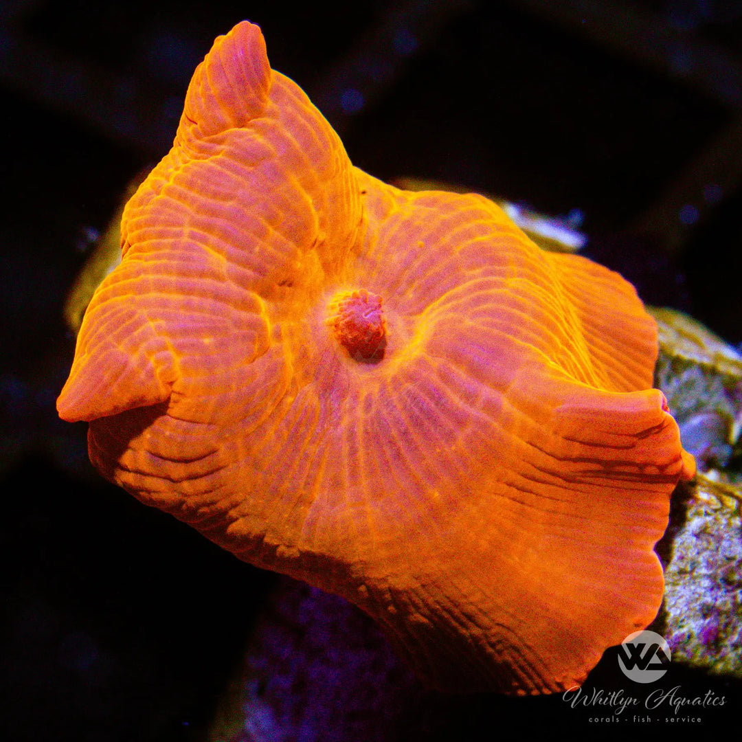 B54 - Iron Man Mushroom - WYSIWYG
