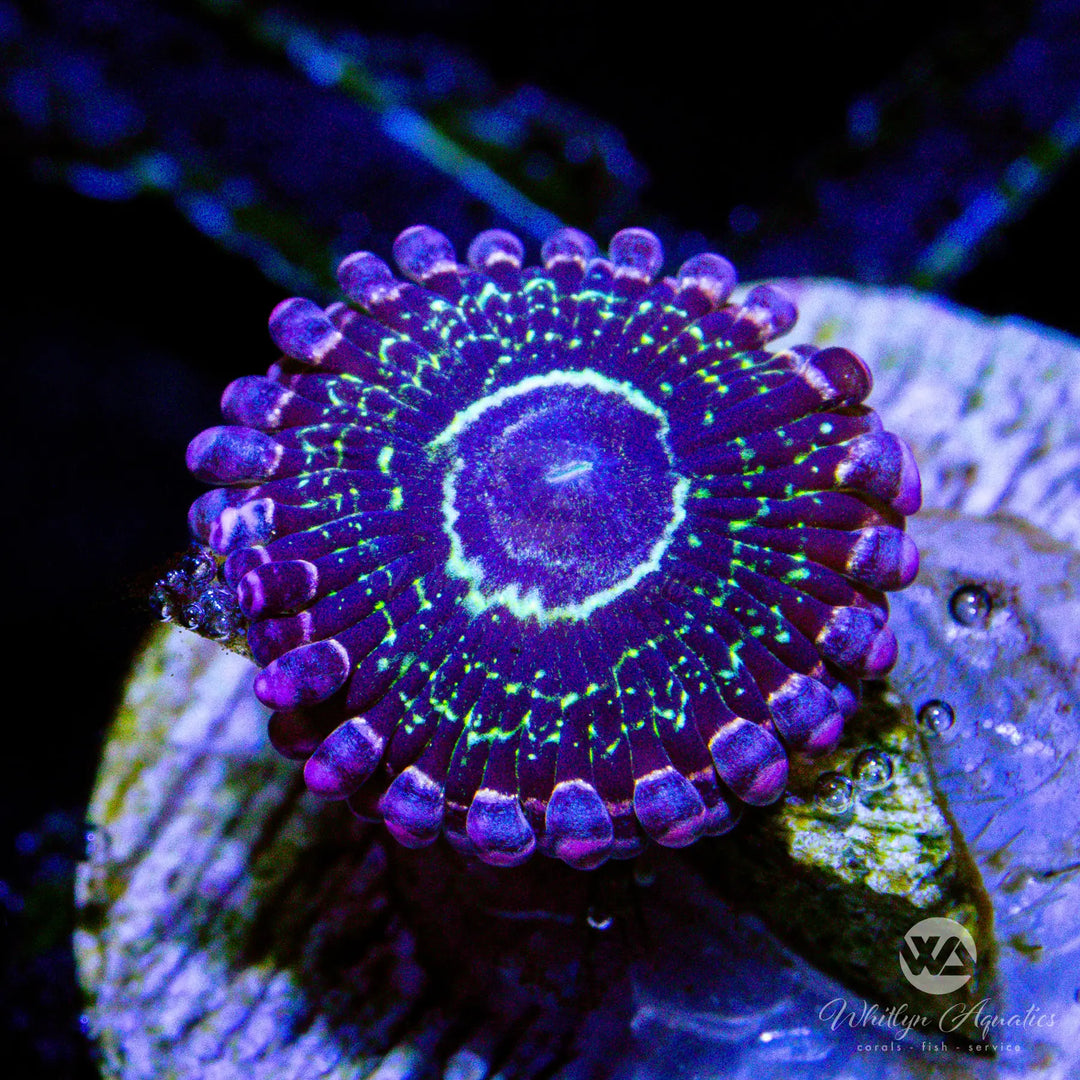 D55 - Stratosphere Zoa - WYSIWYG