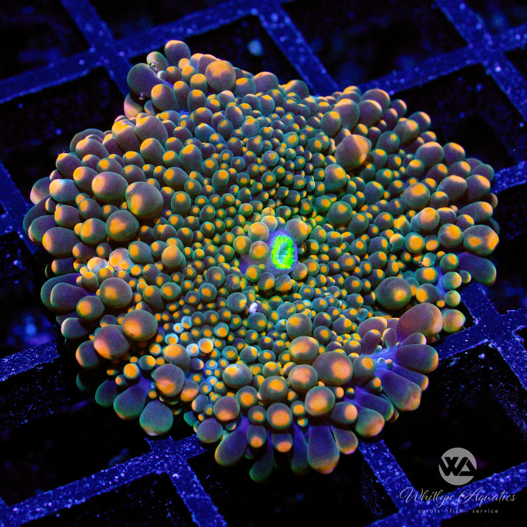 50D - WA Tangerine Ricordea - WYSIWYG
