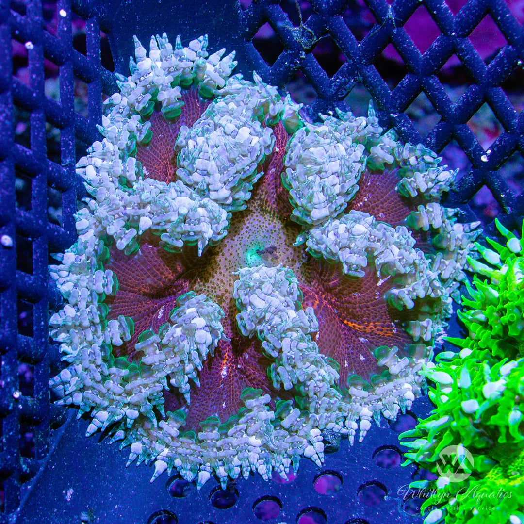 50B - XL Rock Flower Anemone (~3") - WYSIWYG