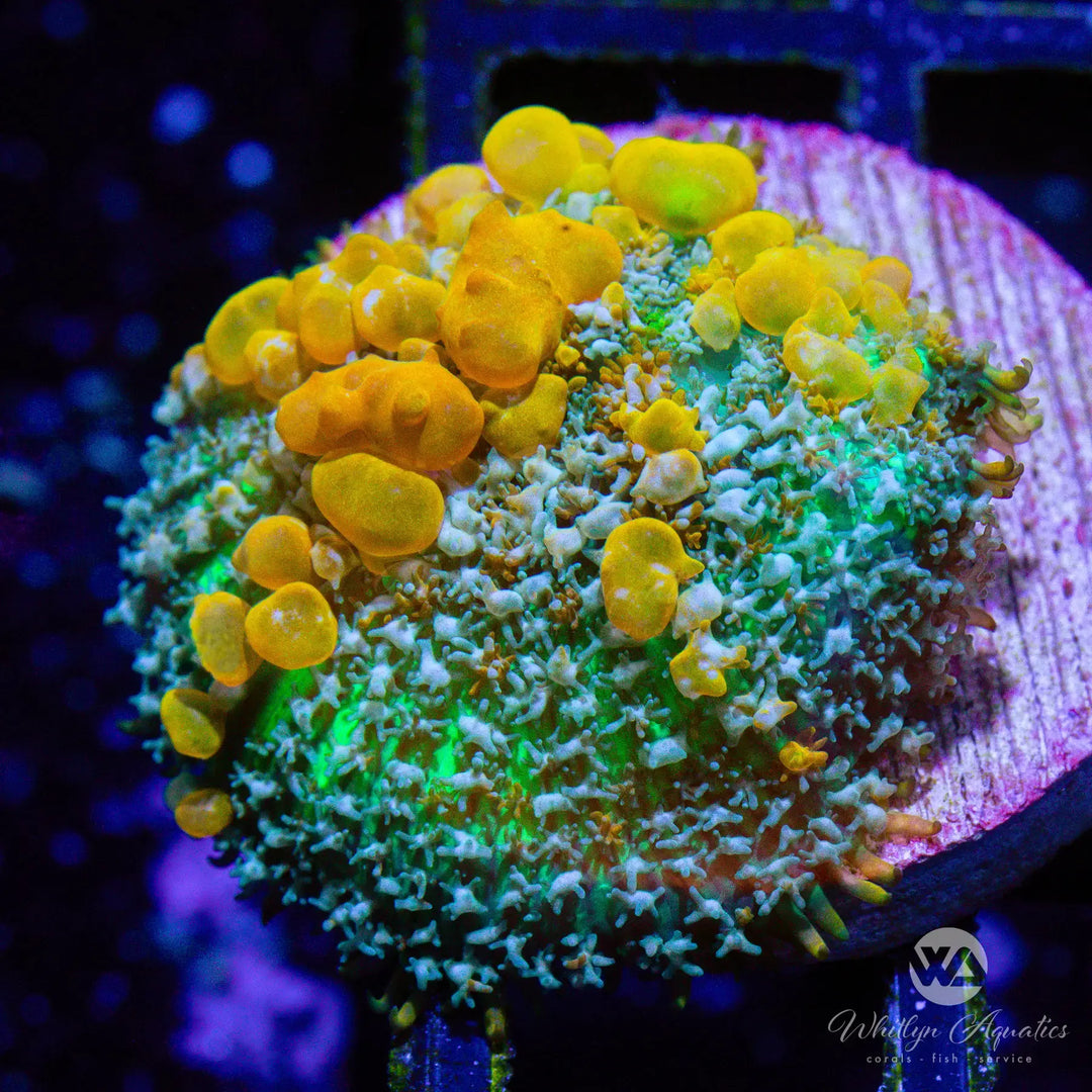 59A - Sunkist Bounce Mushroom - WYSIWYG