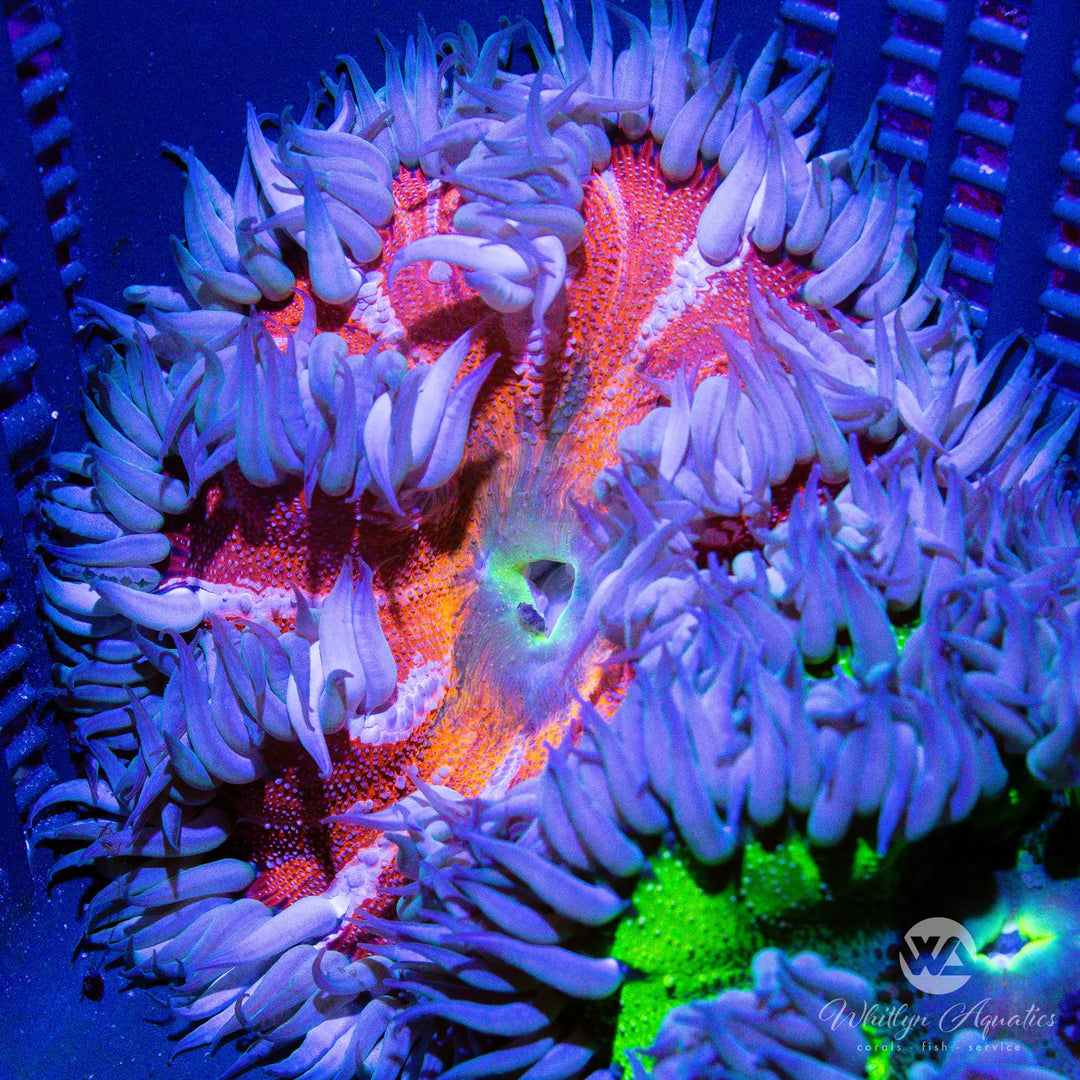 20D - XL Orange & White Rock Flower Anemone (~2.25) - WYSIWYG