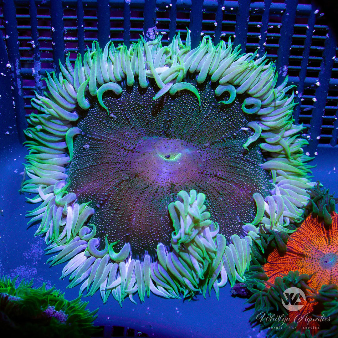 1C - XL Rock Flower Anemone (~3") - WYSIWYG