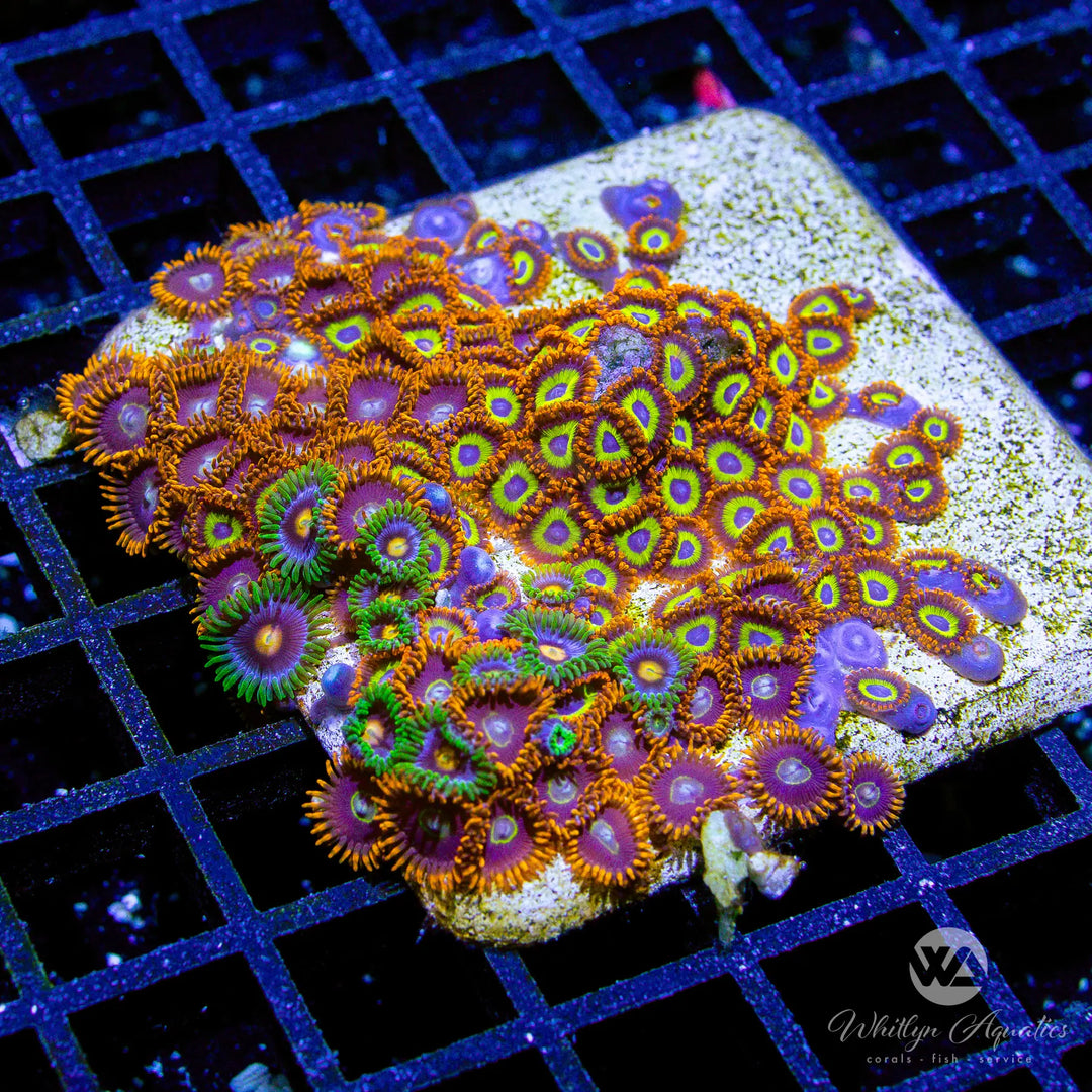 42B - Combo Zoa Colony - WYSIWYG