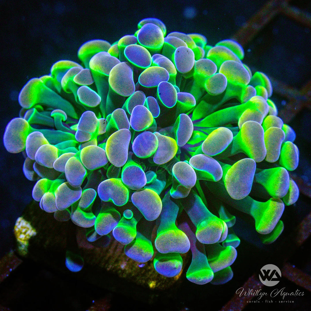 B52 - Holy Grail Hologram Hammer - WYSIWYG