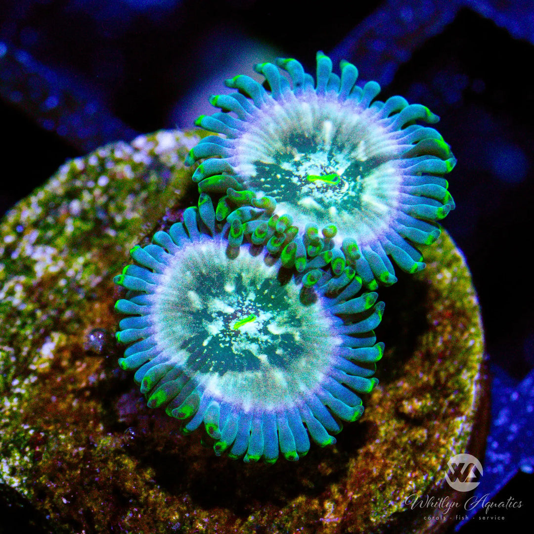 53D - WA Slipspace Zoa - WYSIWYG