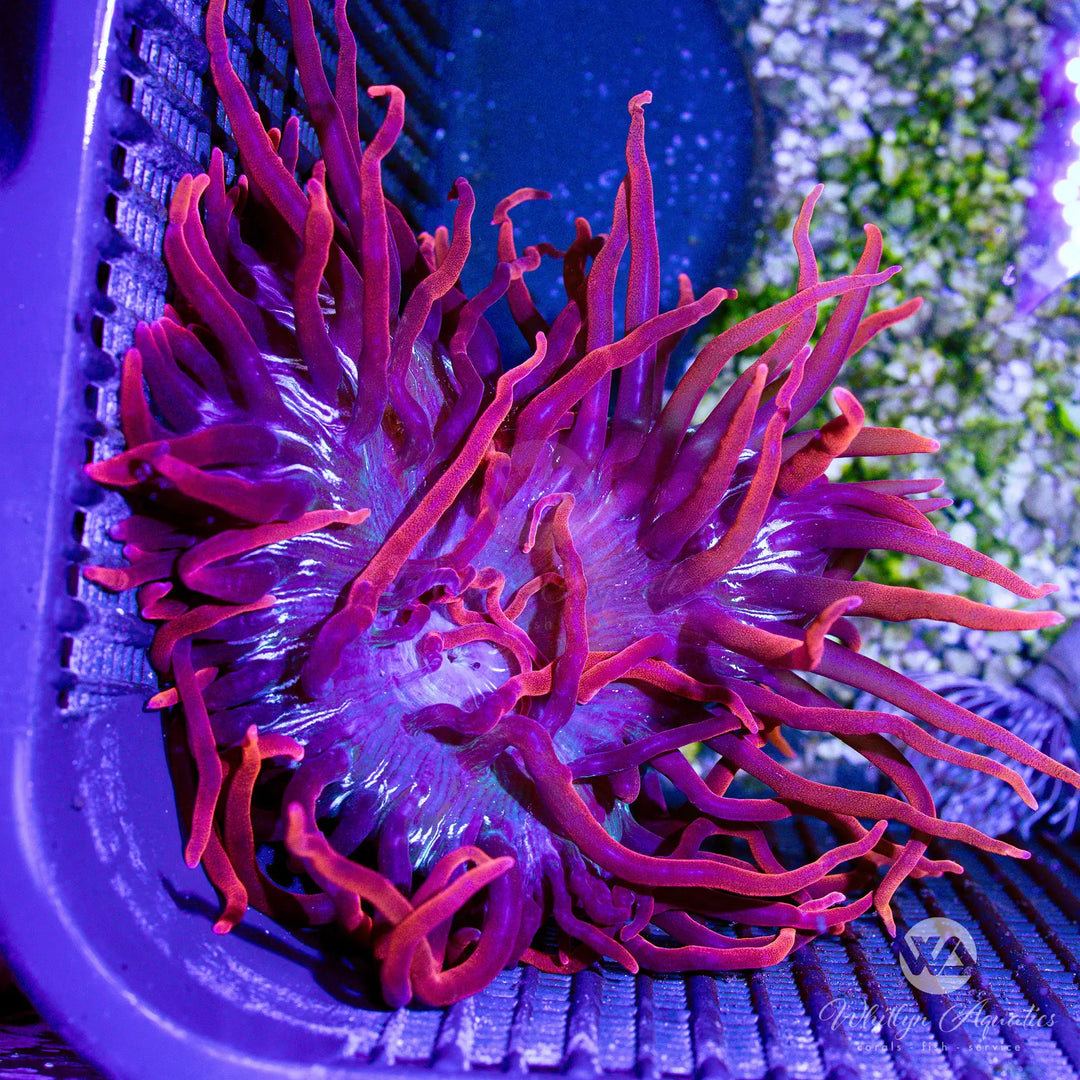 C59 - Black Widow Bubble Tip Anemone - WYSIWYG