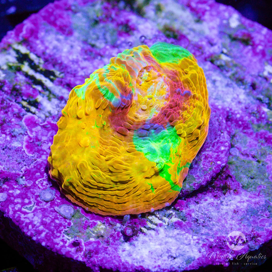 58A - WA Tangerine Jellybean Chalice - WYSIWYG
