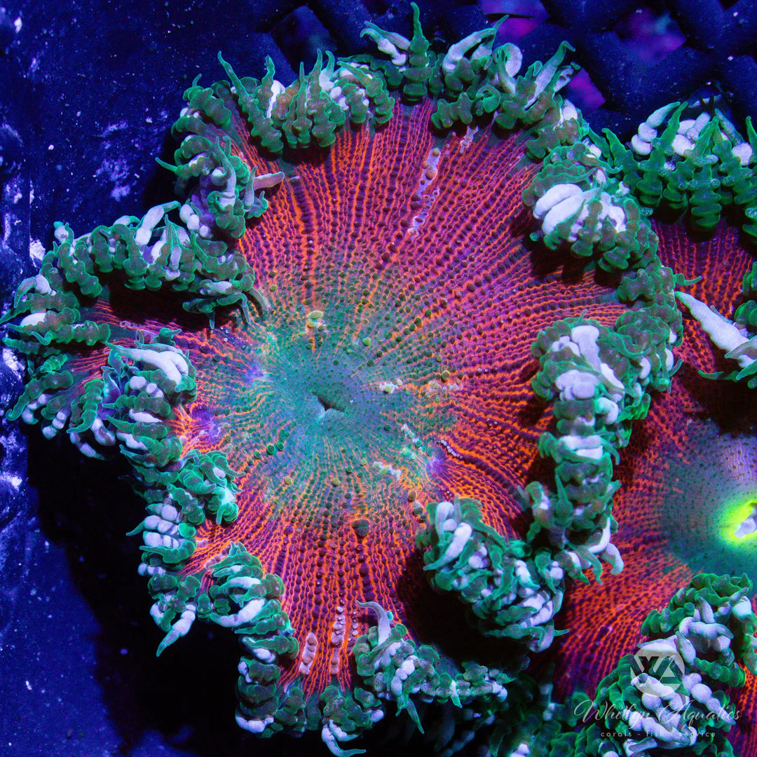 1A - Rock Flower Anemone - WYSIWYG