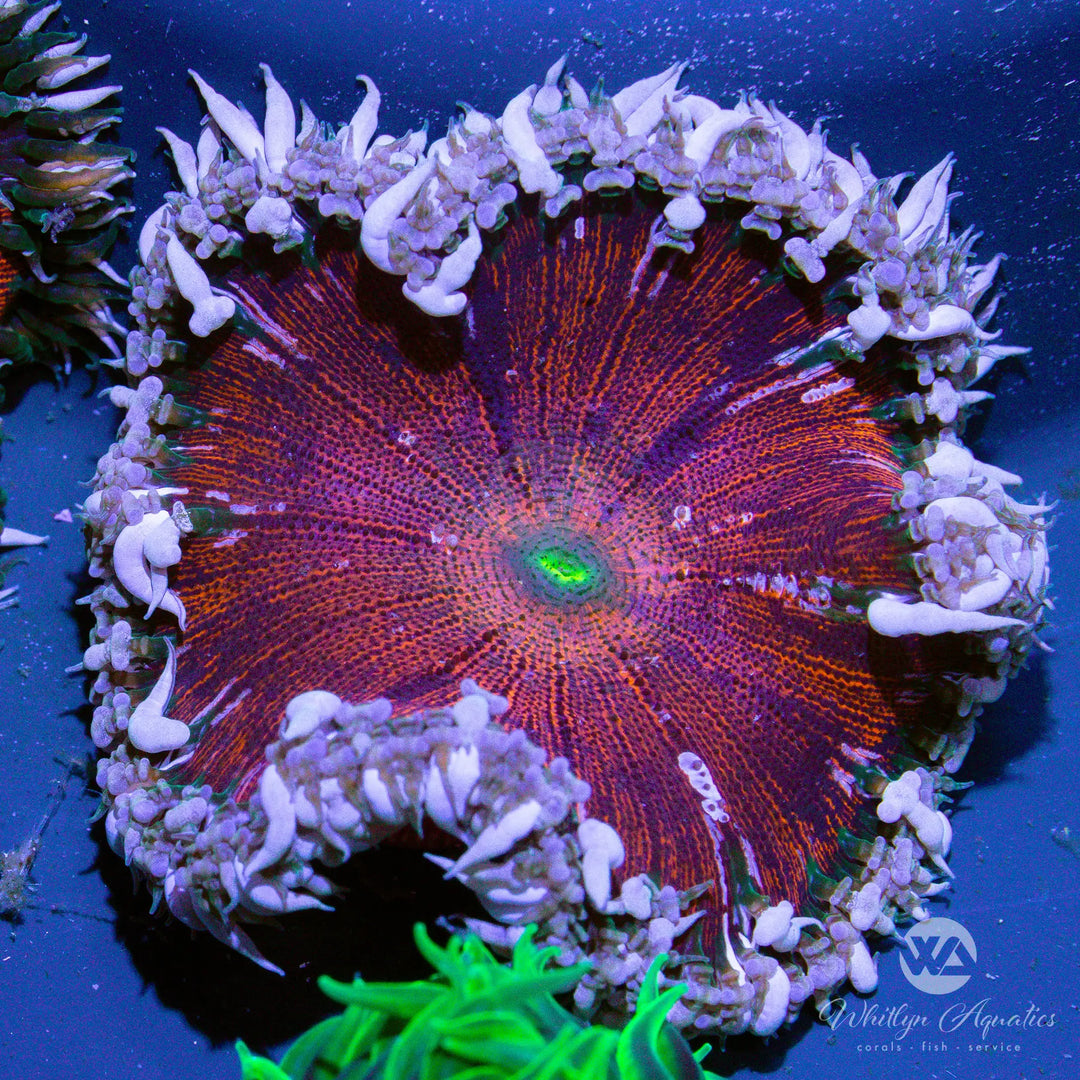 50B - Rock Flower Anemone - WYSIWYG