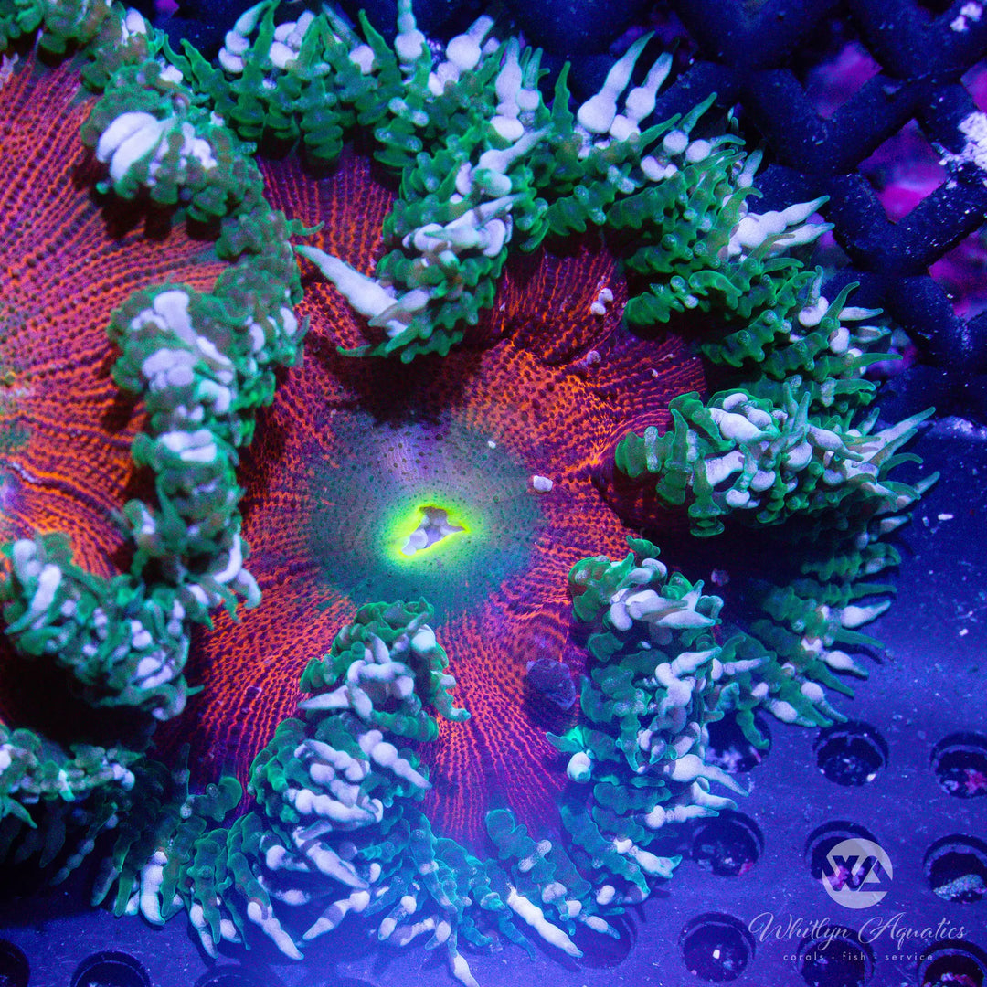 10A - Rock Flower Anemone - WYSIWYG
