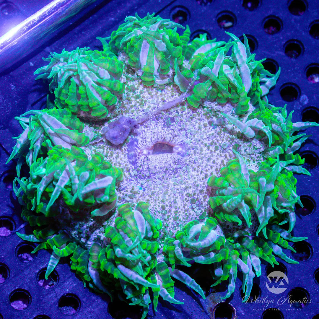 20A - Rock Flower Anemone - WYSIWYG