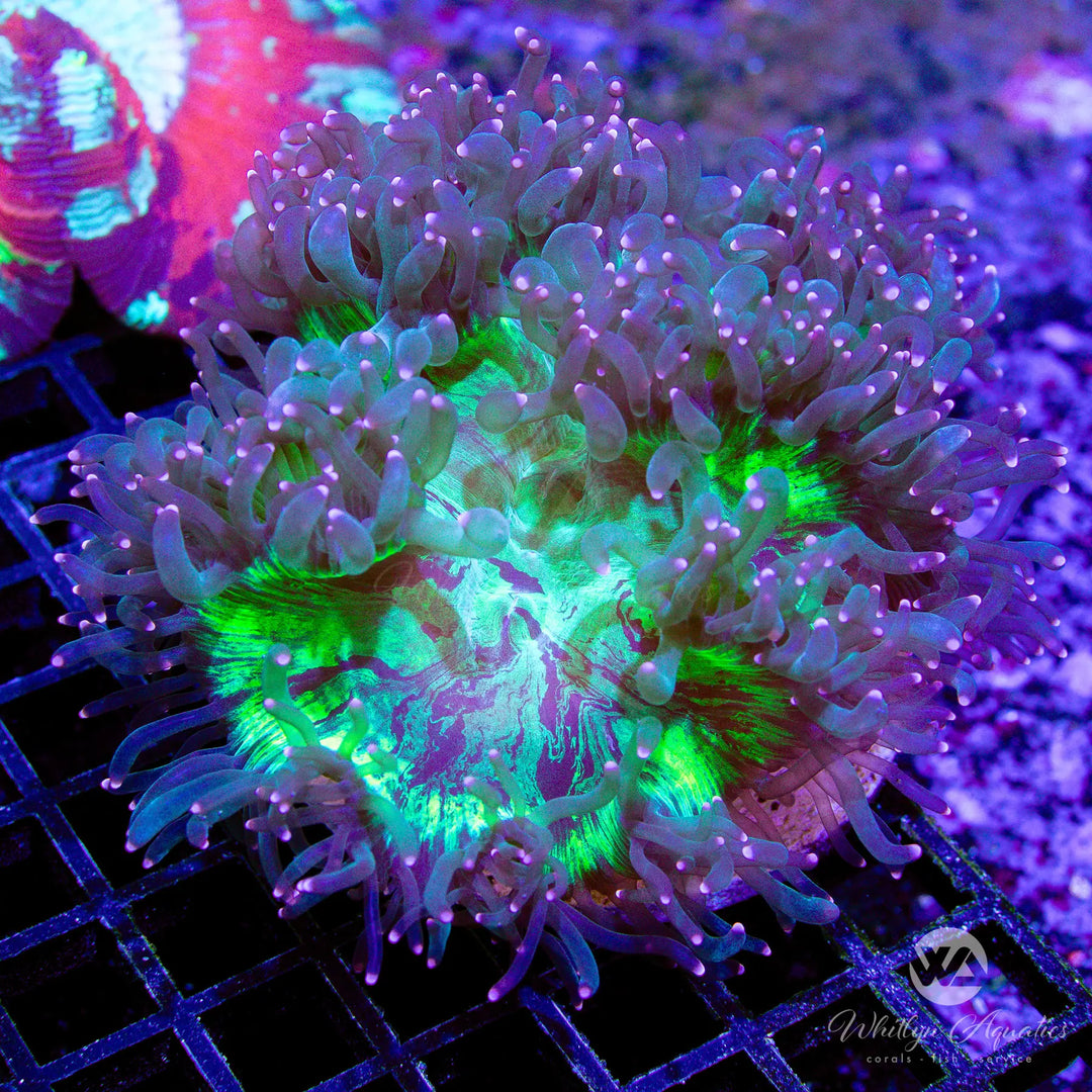 57A - Pink Tips Elegance (~4") - WYSIWYG