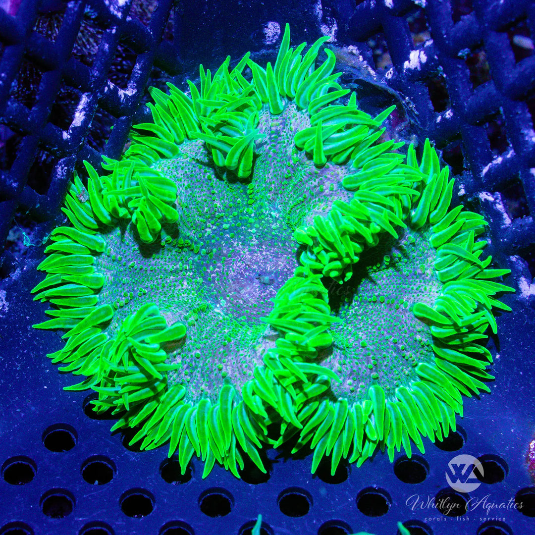 30A - Rock Flower Anemone - WYSIWYG