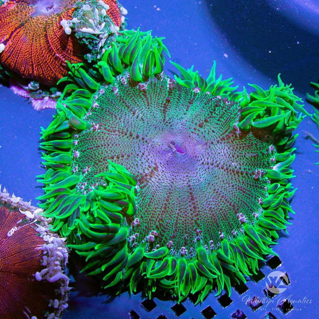 20B - XL Rock Flower Anemone (~3") - WYSIWYG
