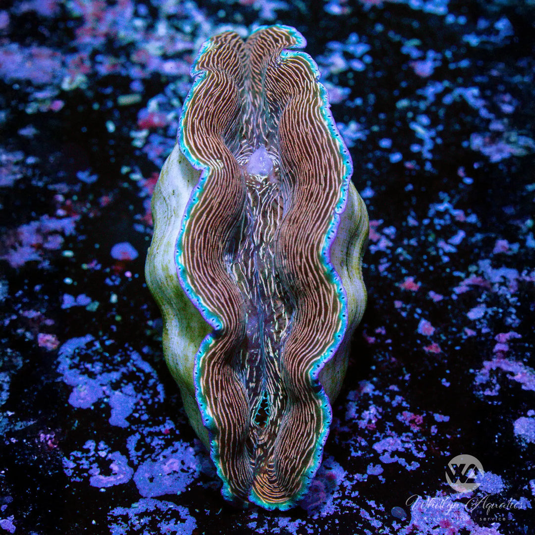 58D - ORA Derasa Clam (~3") - WYSIWYG