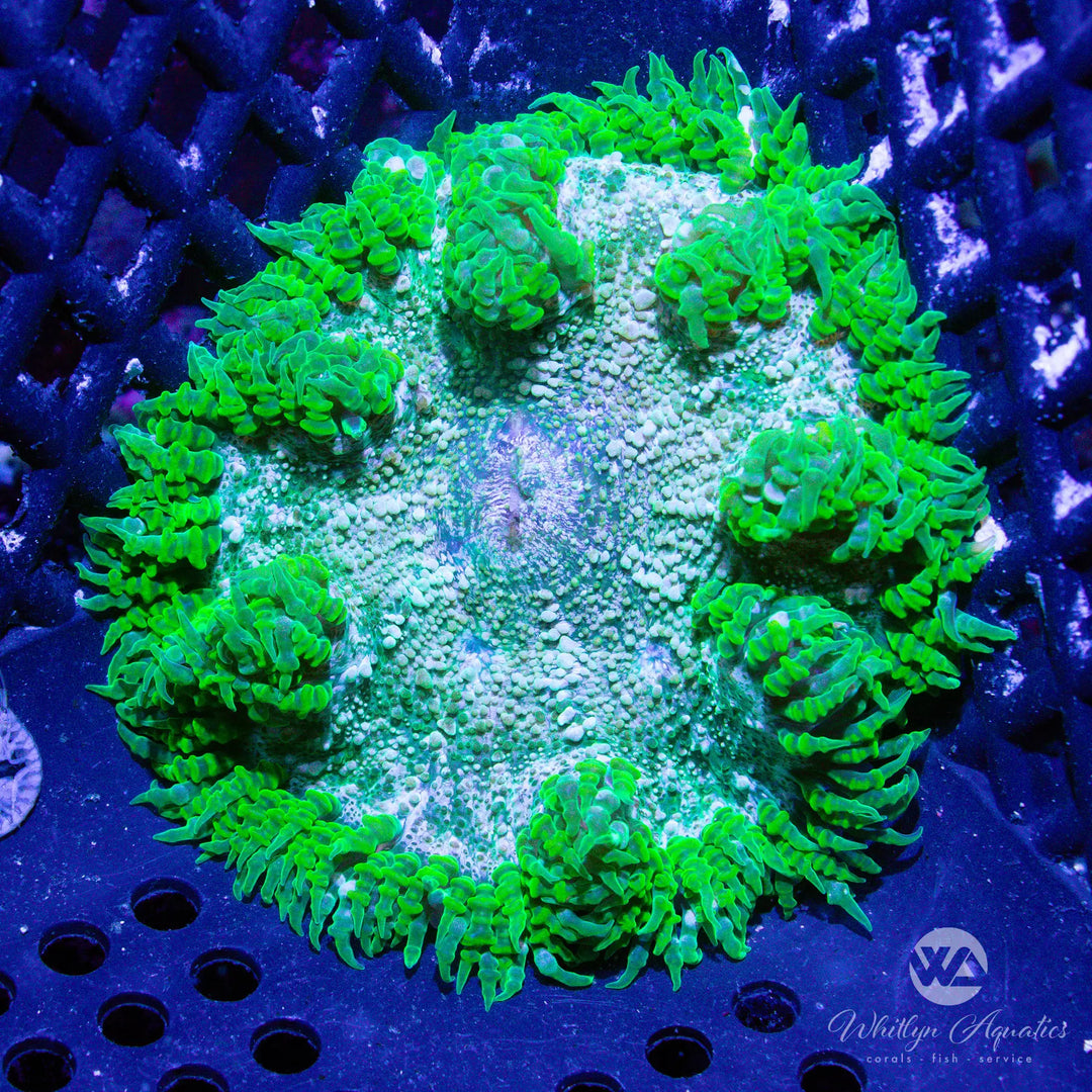 40A - Rock Flower Anemone - WYSIWYG