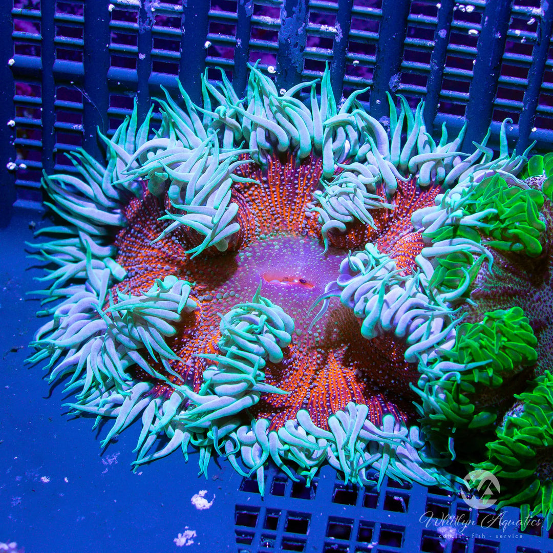 50C - XL Rock Flower Anemone (~3") - WYSIWYG