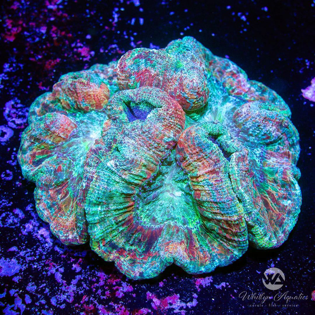 60A - Ultra Rainbow Trachy (~5") - WYSIWYG