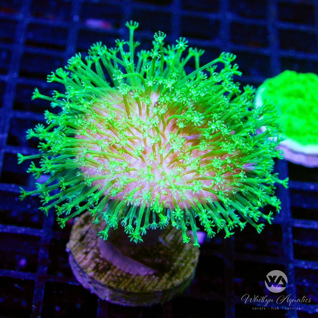 17B - Neon Green Toadstool - WYSIWYG