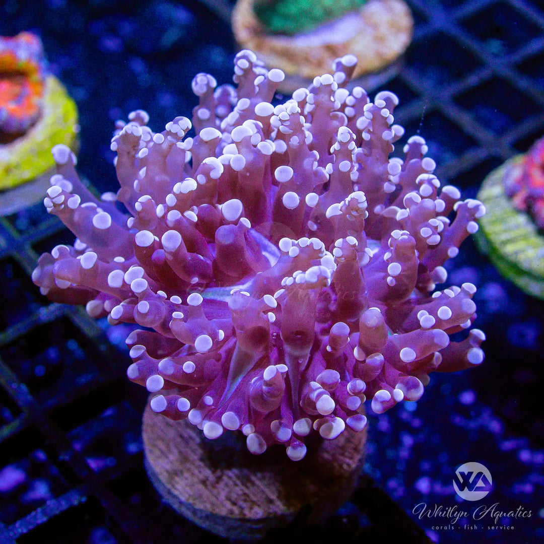 35A - Purple Octospawn - WYSIWYG