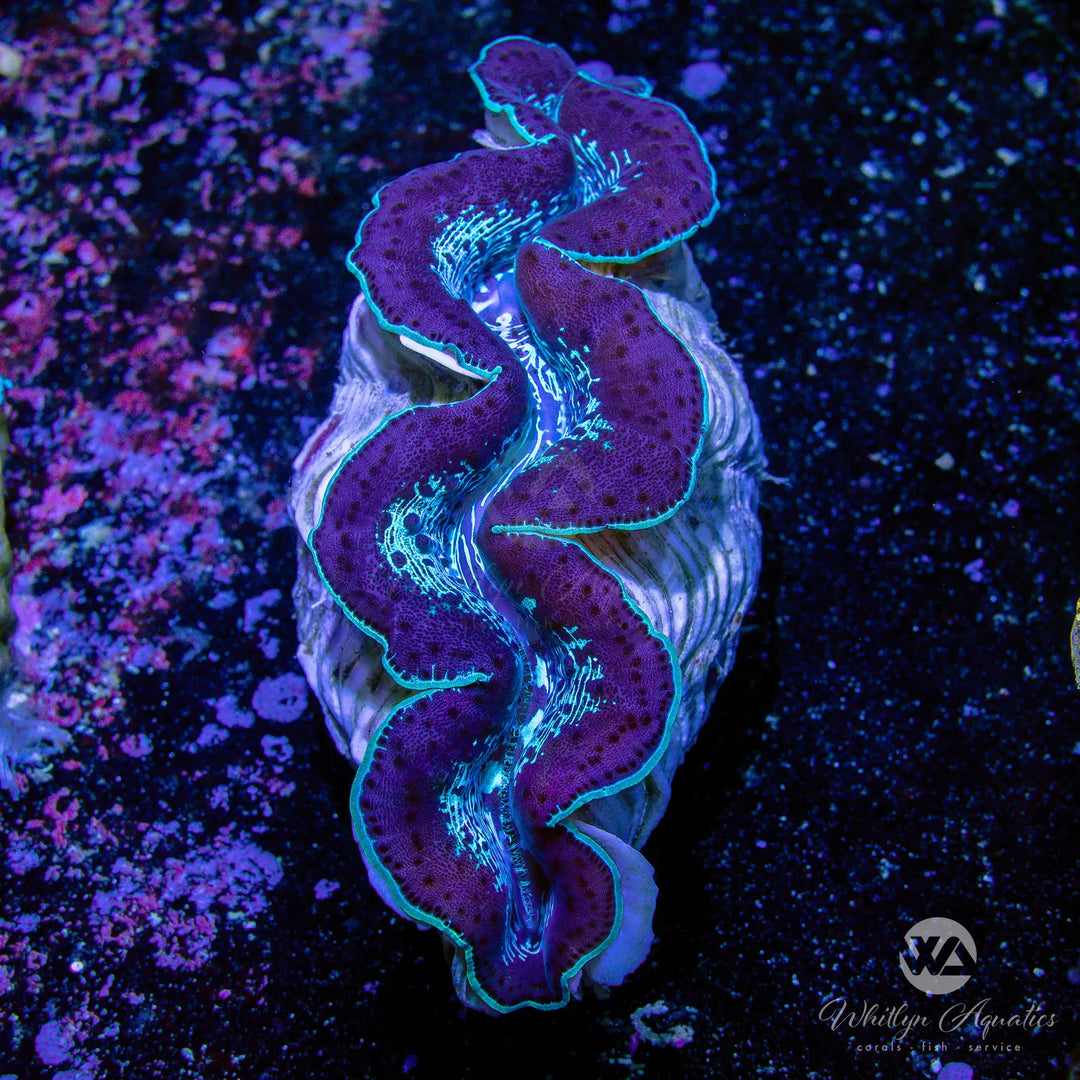 59C - Blue Maxima Clam (~5") - WYSIWYG