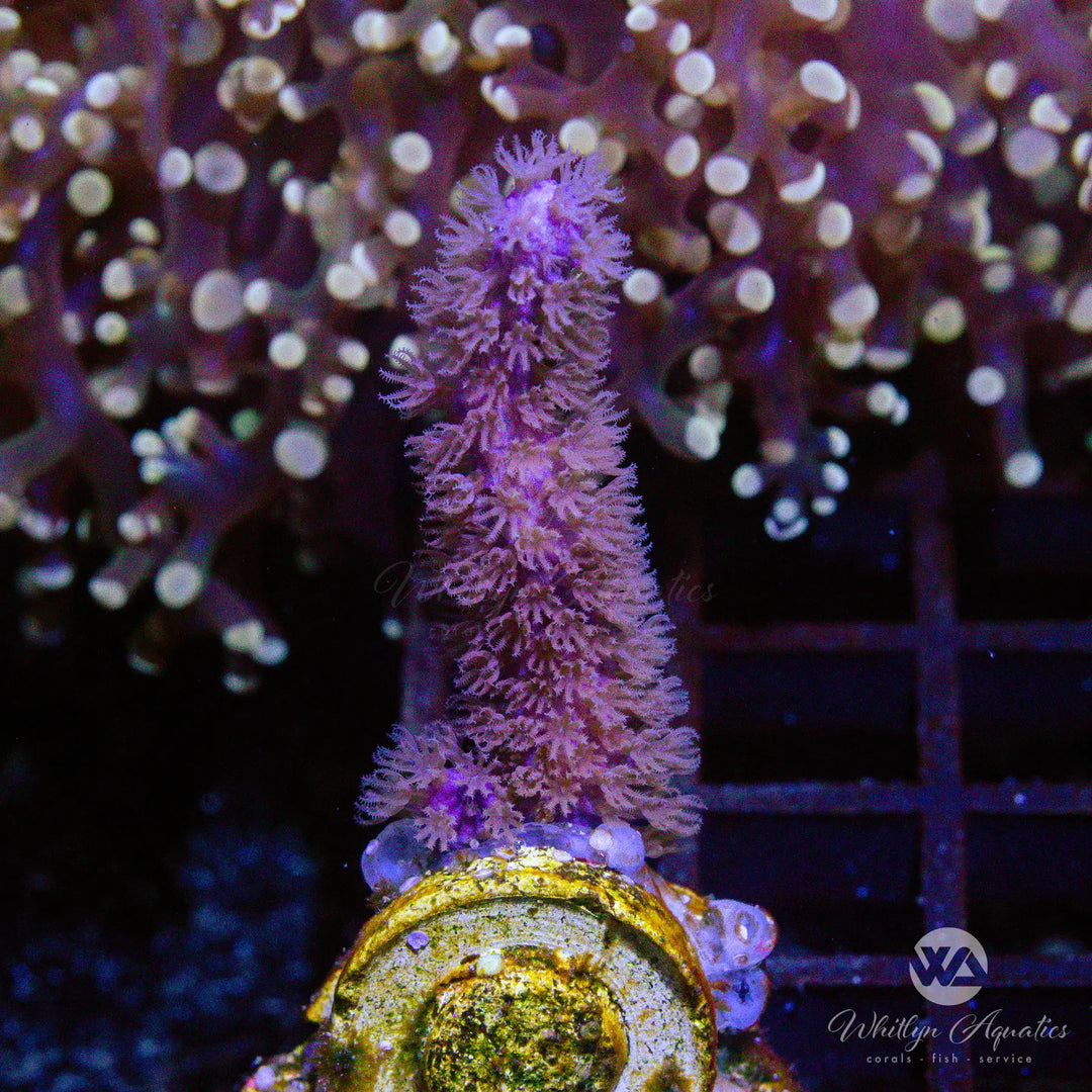 B04 - Gorgonian - WYSIWYG