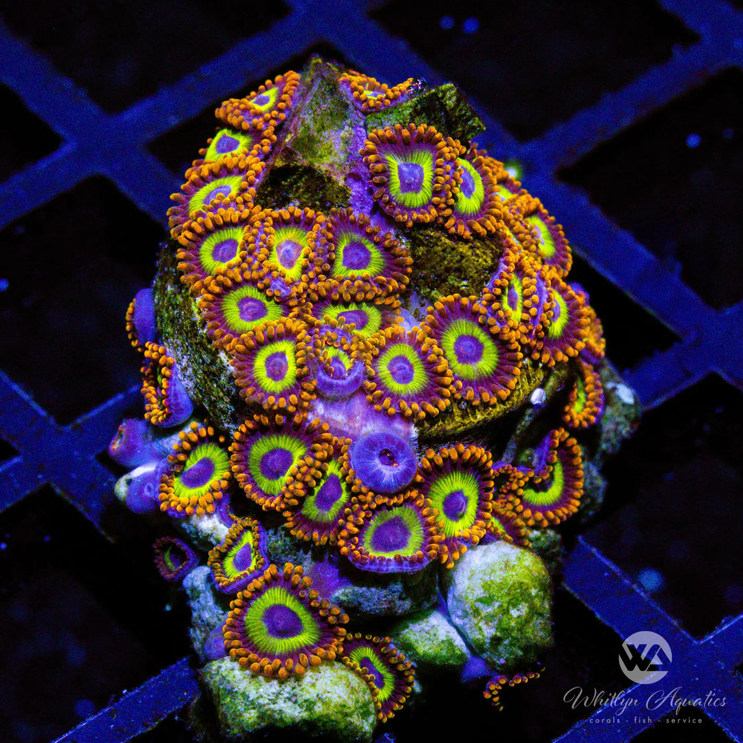 B07 - Fruit Loops Zoa - WYSIWYG
