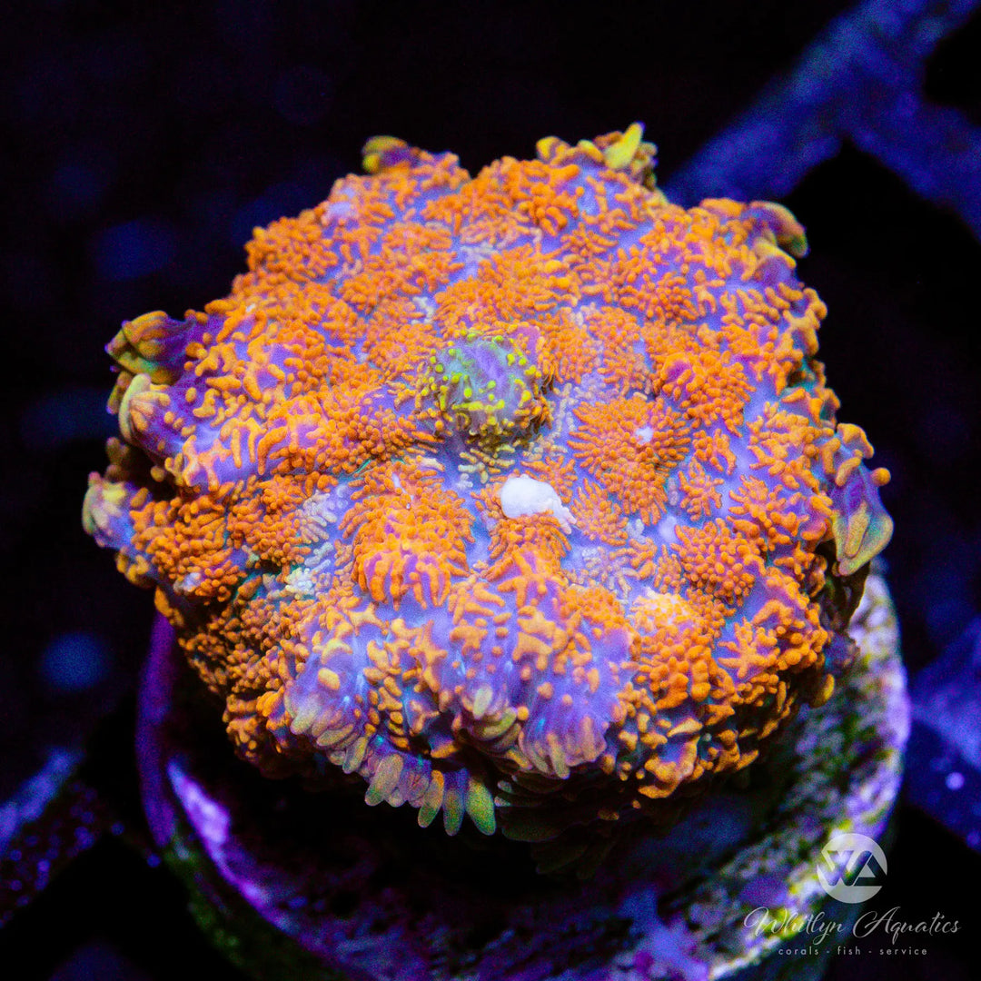 6B - Superman Rhodactis - WYSIWYG