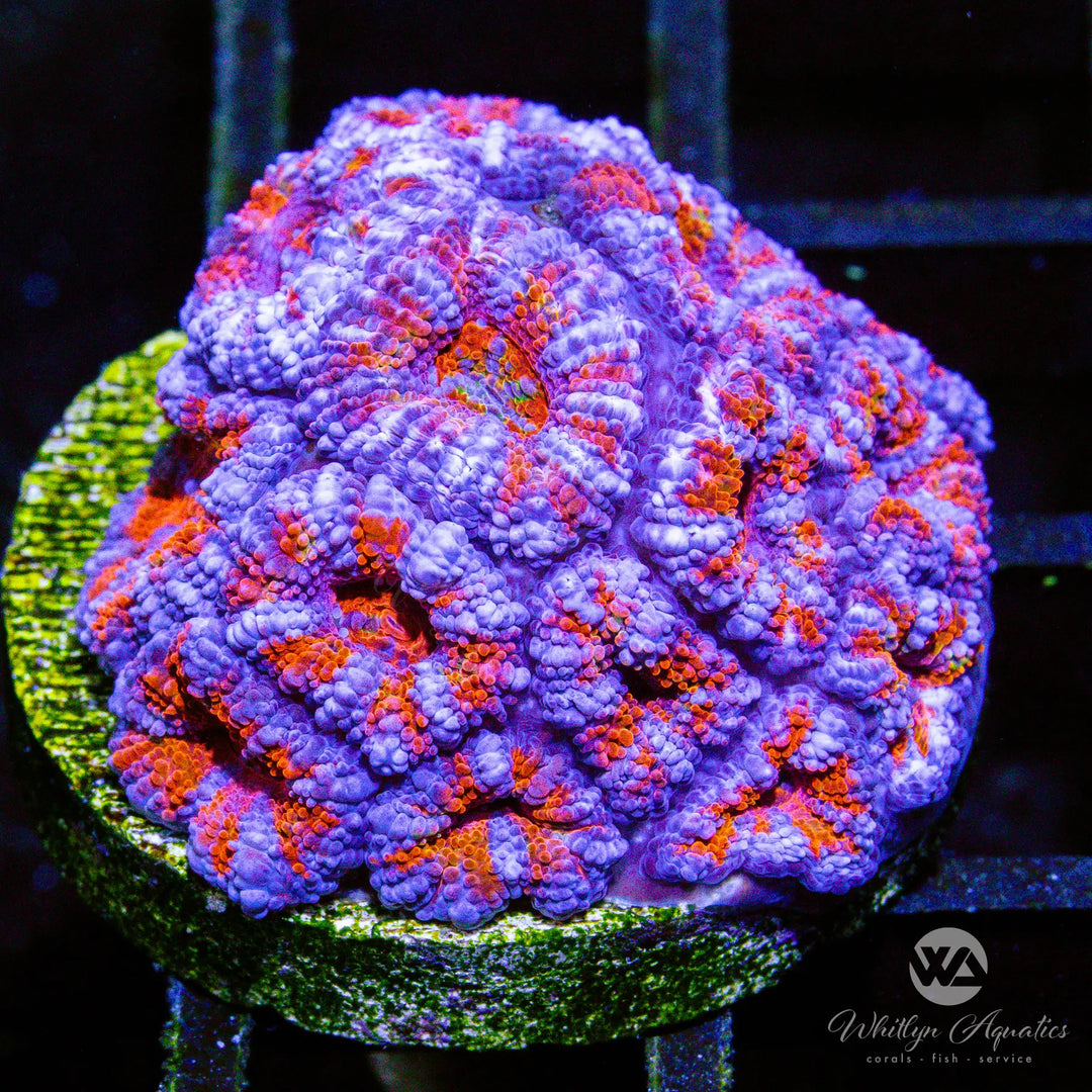 C09 - WA Winterberry Acan - WYSIWYG