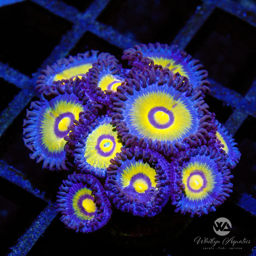 D11 - Outcast Zoa - WYSIWYG