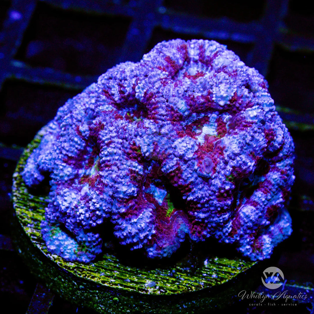 8D - WA Winterberry Acan - WYSIWYG
