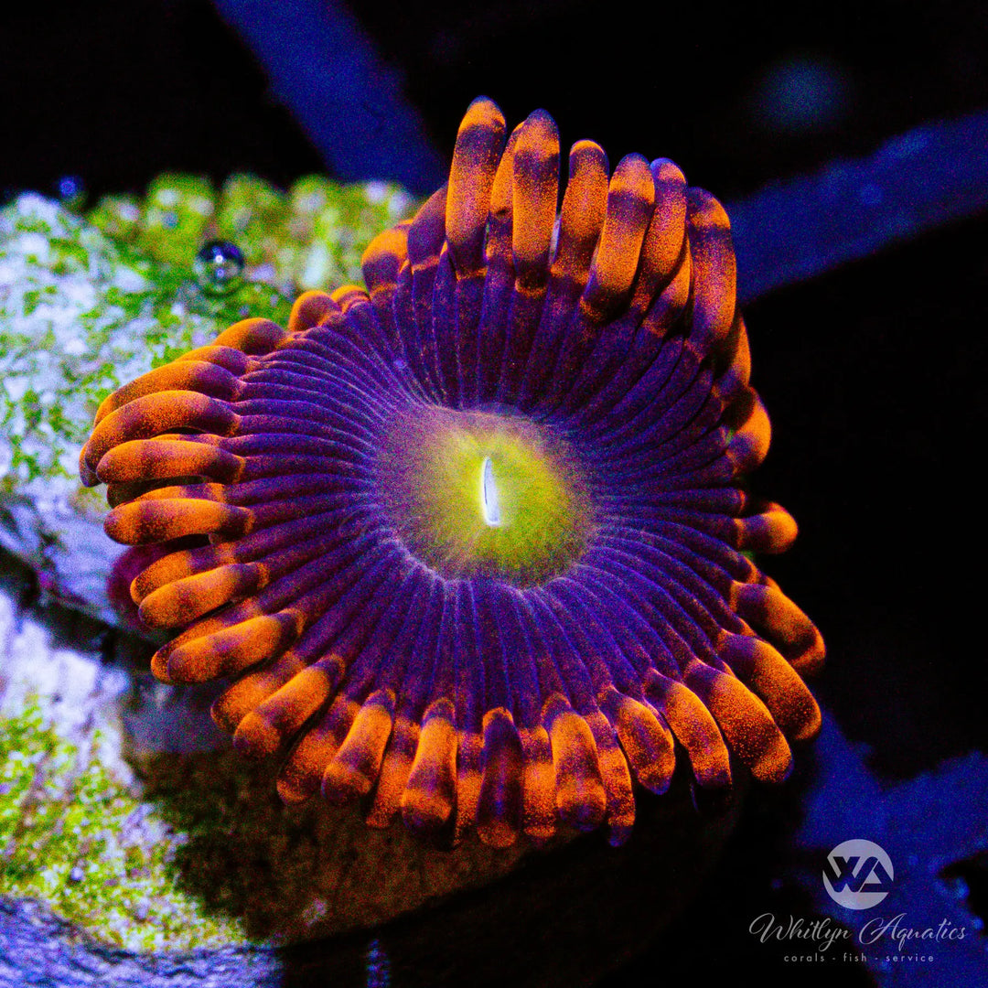 B10 - WA Witch's Brew Zoa - WYSIWYG