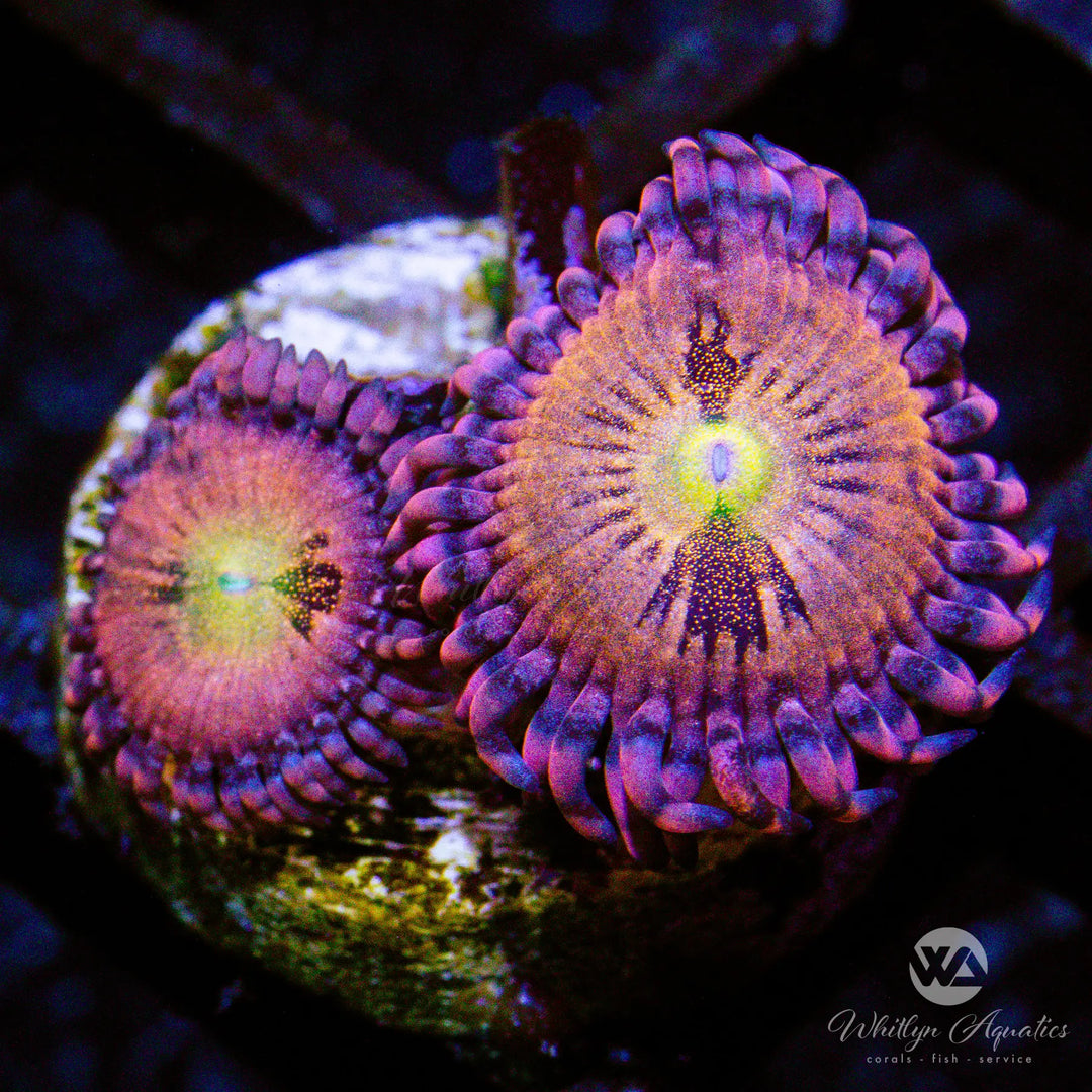 B05 - Halle Berry Zoa - WYSIWYG