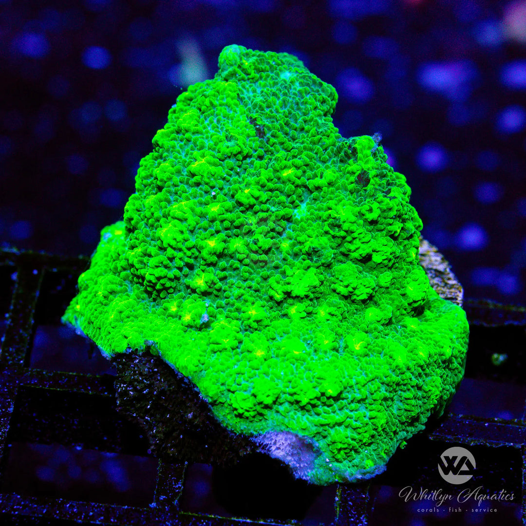 7B - WA Kryptonite Cyphastrea - WYSIWYG