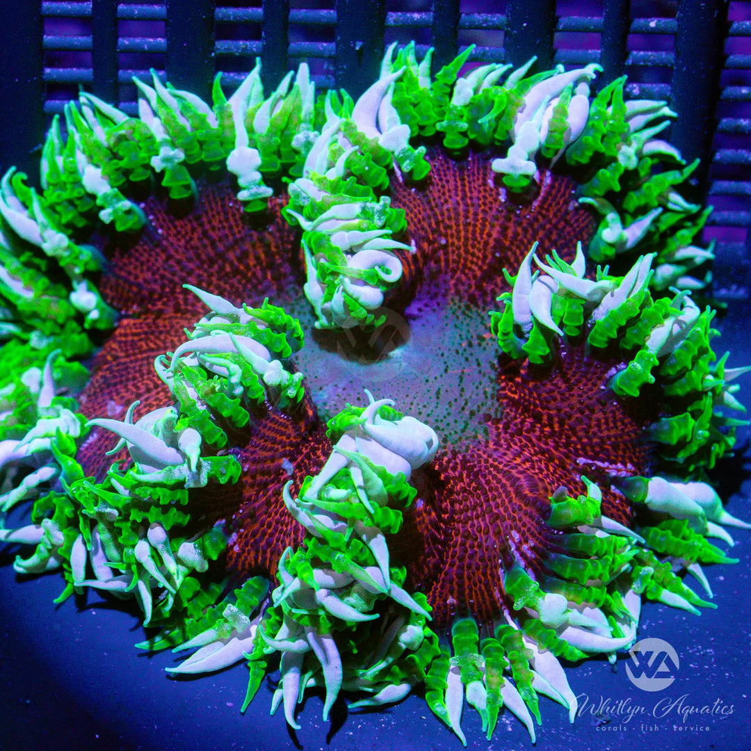 1D - Rock Flower Anemone - WYSIWYG