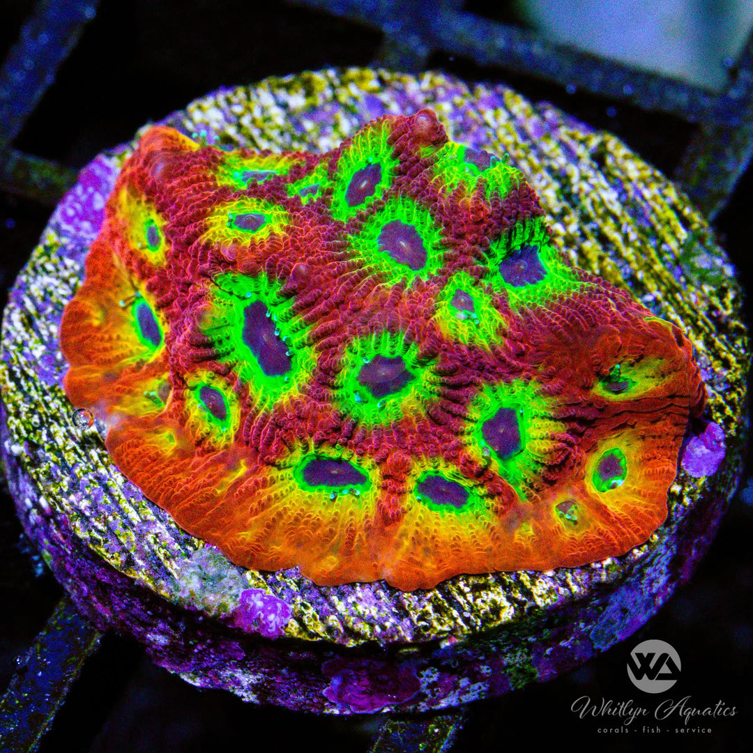 D07 - Bullet Hole Favia - WYSIWYG