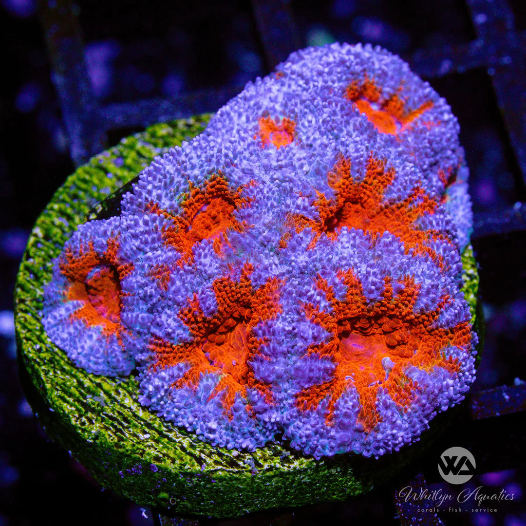 7A - WA Winter Berry Acan - WYSIWYG