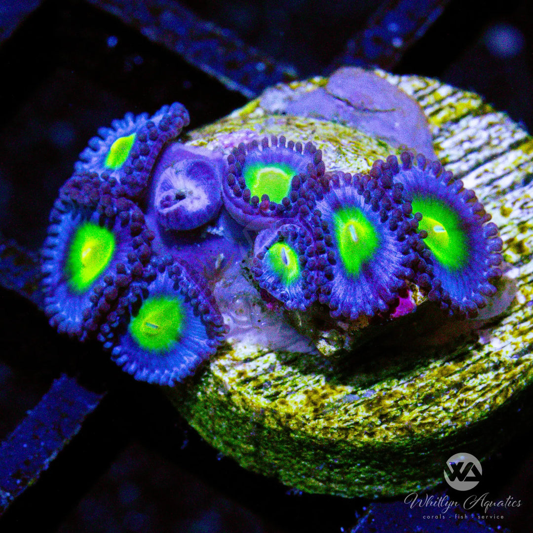 A13 - AOI Zoa - WYSIWYG