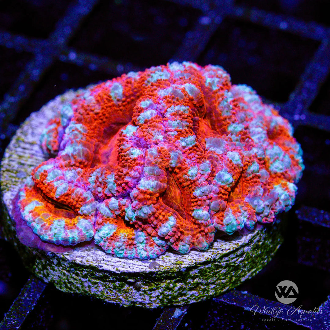 8B - WA Bubblegum Acan - WYSIWYG