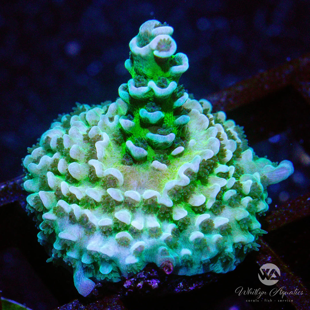 B06 - WA Heartbreaker Acro - WYSIWYG