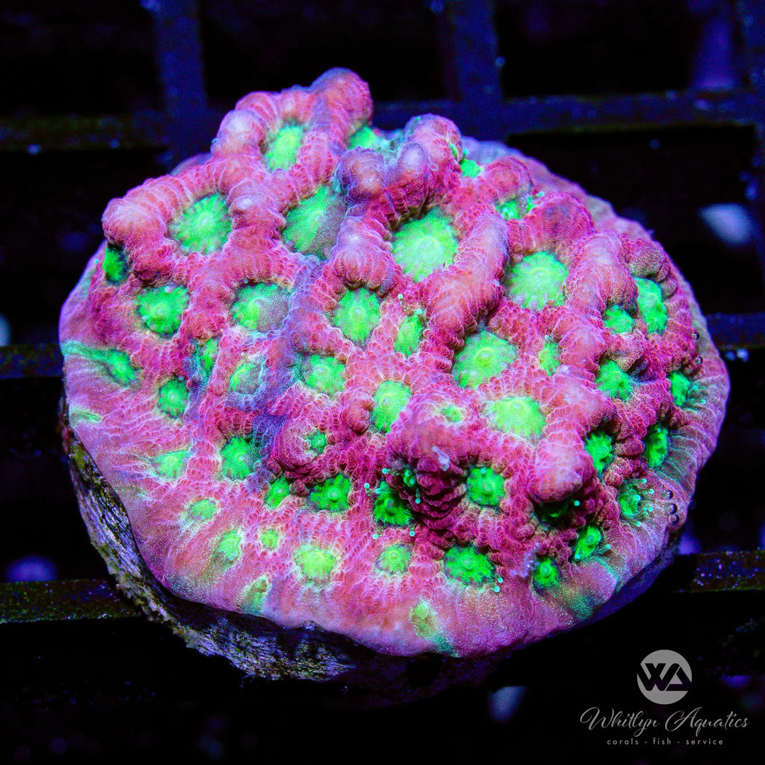 13B - Dayglow Favia - WYSIWYG