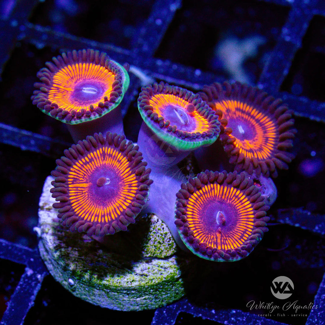 9A - Armageddon Zoa - WYSIWYG