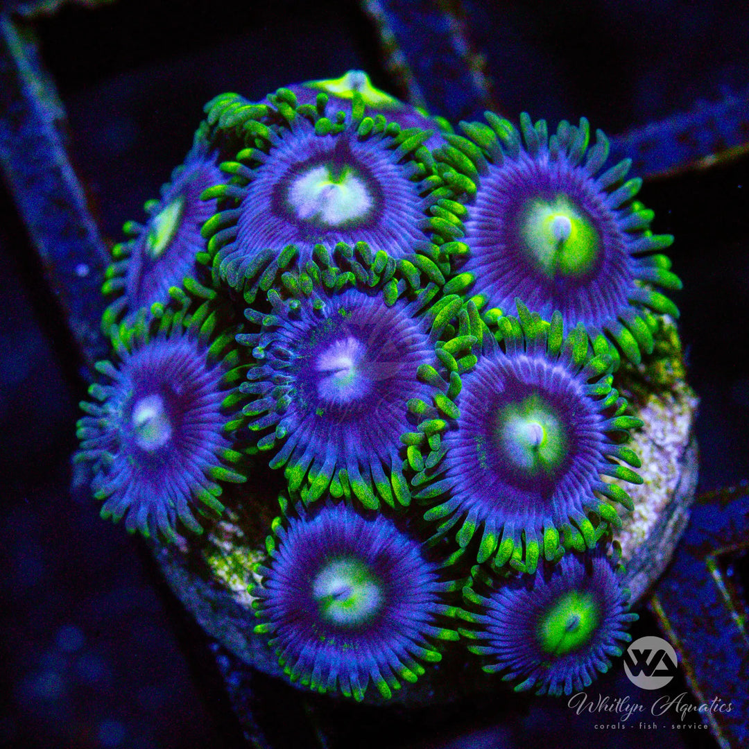 A14 - Blueberry Fields Zoa - WYSIWYG
