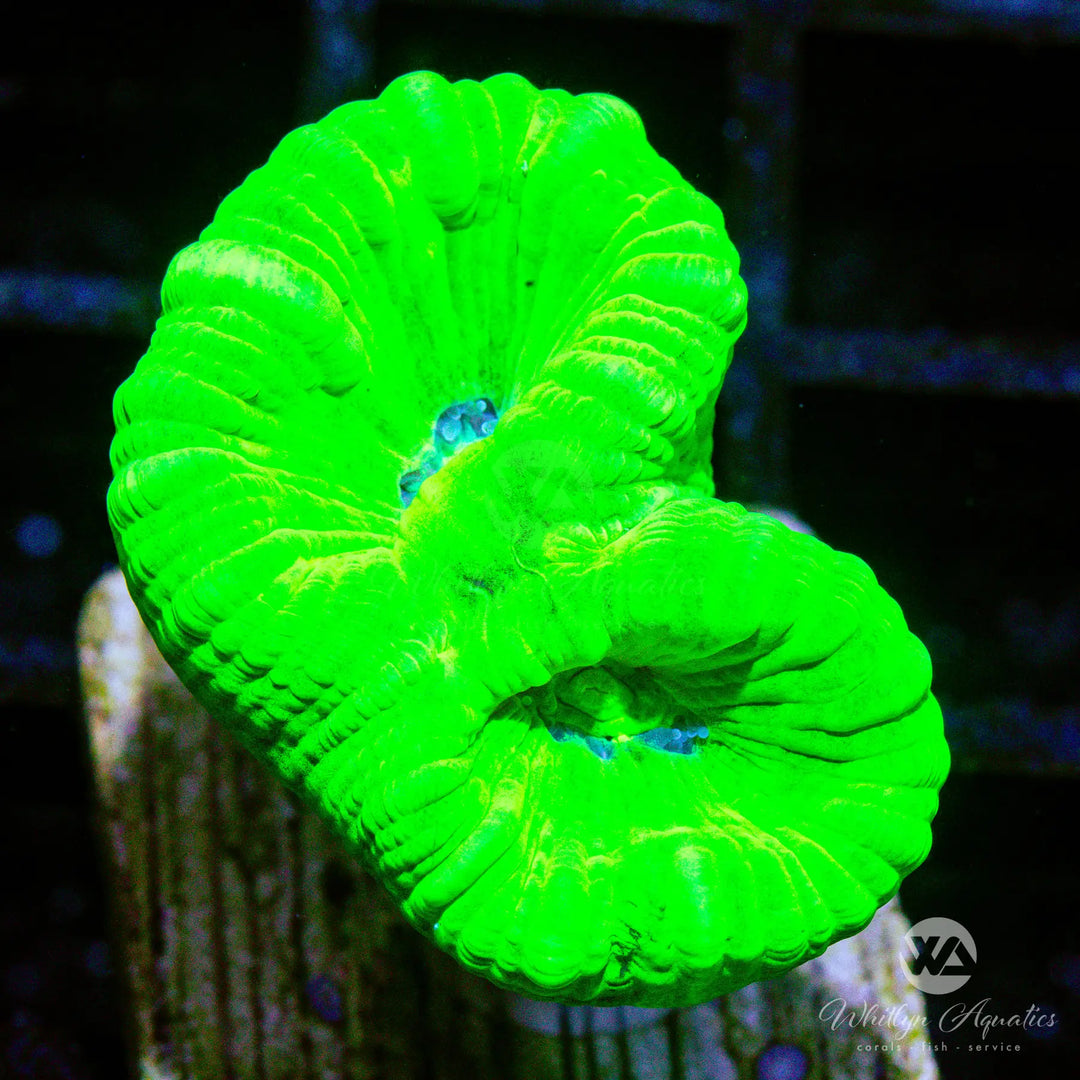 D12 - Neon Green Trumpet - WYSIWYG