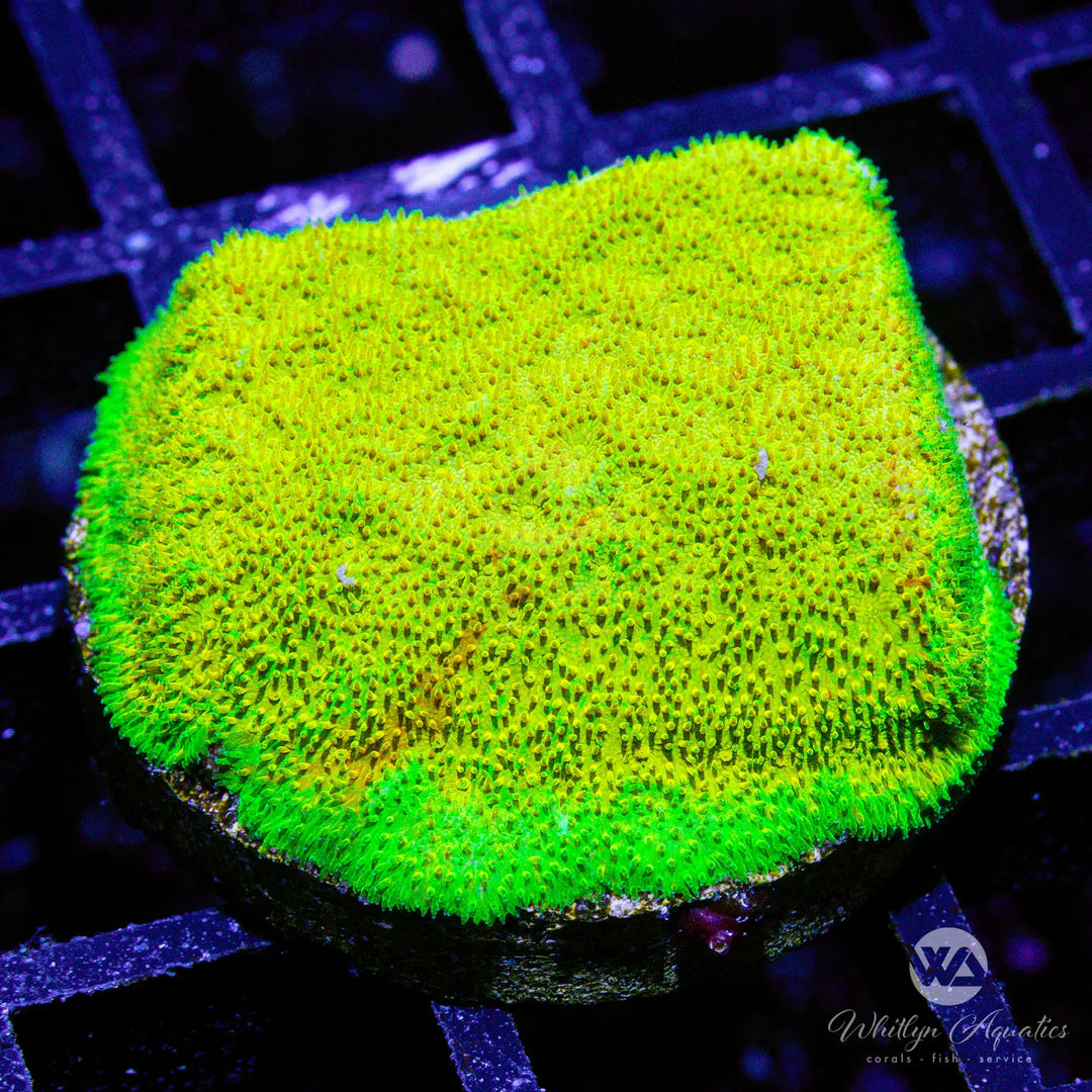 15C - Watermelon Psammy - WYSIWYG