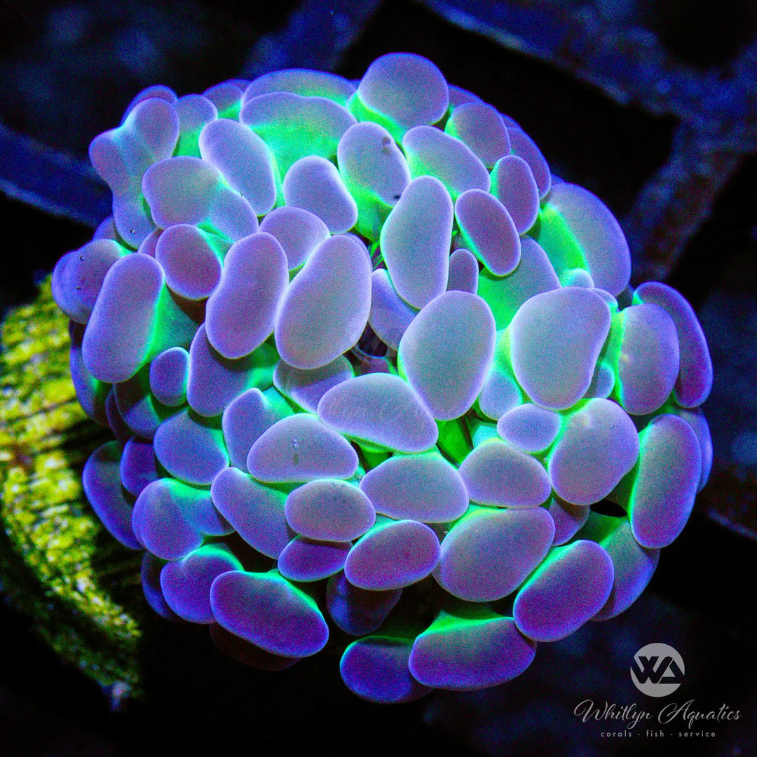 A17 - Purple Tip Hammer - WYSIWYG