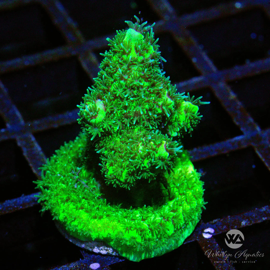 B08 - Green Acro - WYSIWYG