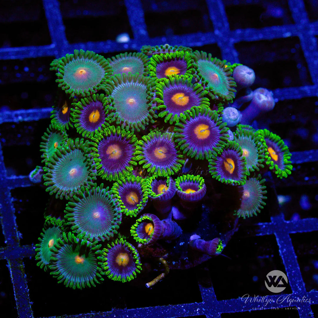 11A - Blowpop - Gorilla Nipples Zoa Combo - WYSIWYG